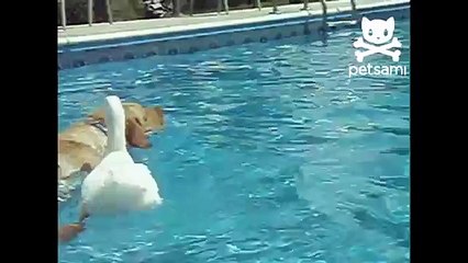 犬に乗っダック。プールで彼女の背中に浮かん楽しいアヒルとおかしい犬