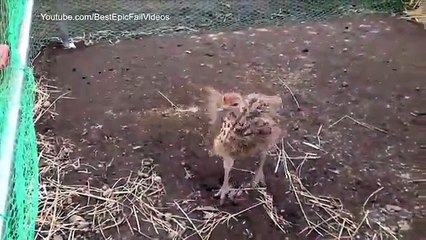 ダンシングダチョウ。面白いダンスのダチョウ