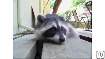 また、アライグマの巣の卵を持っています。ファニーアライグマ