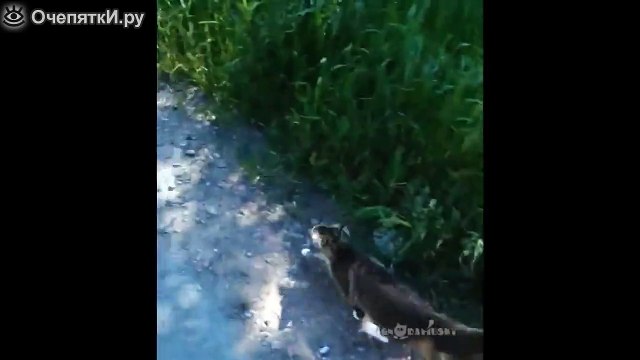 Кот-ниндзя защищает хозяев от собаки