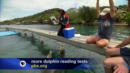 NOVA scienceNOW w/ Neil deGrasse Tyson: How smart are animals?