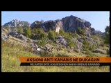 Aksioni antikanabis në Dukagjin - Top Channel Albania - News - Lajme