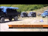 Aksioni antikanabis në Dukagjin - Top Channel Albania - News - Lajme