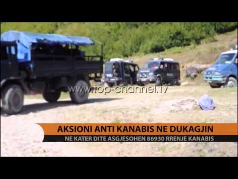 Aksioni antikanabis në Dukagjin - Top Channel Albania - News - Lajme