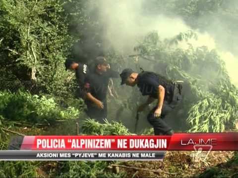 Dita e tetë e operacionit antikanabis - News, Lajme - Vizion Plus