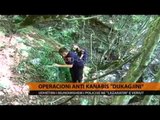 Operacioni anti-kanabis `Dukagjini` - Top Channel Albania - News - Lajme
