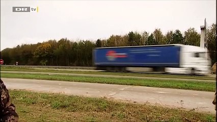 Lâcher son faucon au bord d'une nationale