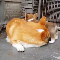 Funny Corgi Moment- Teaching a puppy to sit