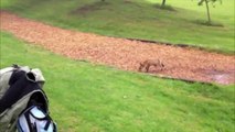 Fox Steals Golf Club Cover