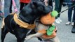 21 Puppy Costumes at the Halloween Dog Parade - Mashable