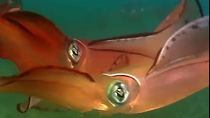 Vẻ đẹp của loài mực - Hải sản sạch Sakymart