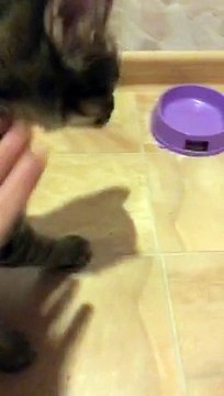 Александр Бон (shponks) on Periscope [2015-11-27 03-07] Соня‼️