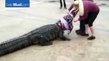800 lb alligator dubbed 'Godzilla' found near Texas mall