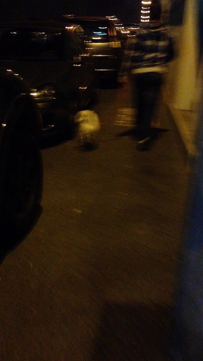 Jeyko et Jini promenade 30/05/15