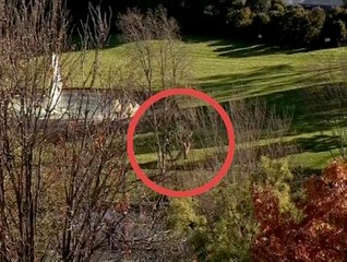 White House fence jumper detained