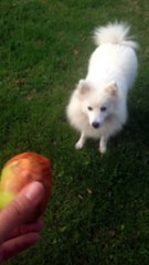 Jini qui apprend vainement à aller chercher - 26/08/15