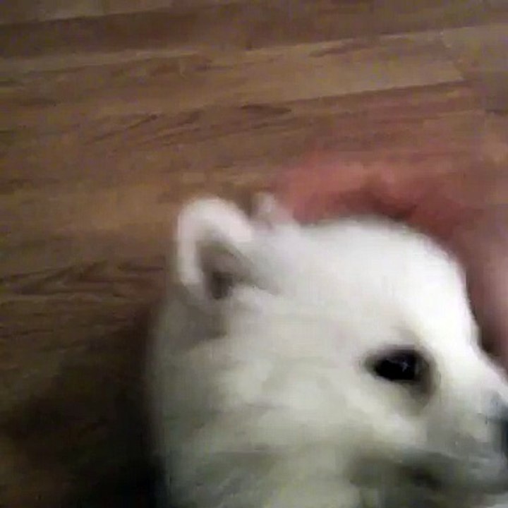 Jeyko assis, coucher - 27/02/15