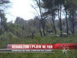 Sëmundja që rrezikon ullinjtë - News, Lajme - Vizion Plus
