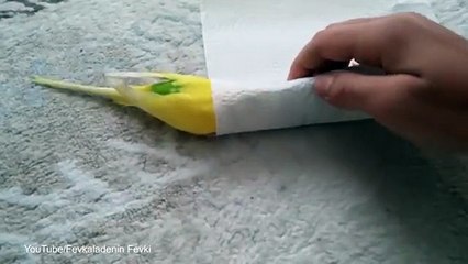 Broken hearted budgie refuses to leave dead friend's side