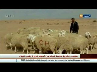 بسكرة: ملايير تدار خارج الأطر القانونية بأسواق المواشي