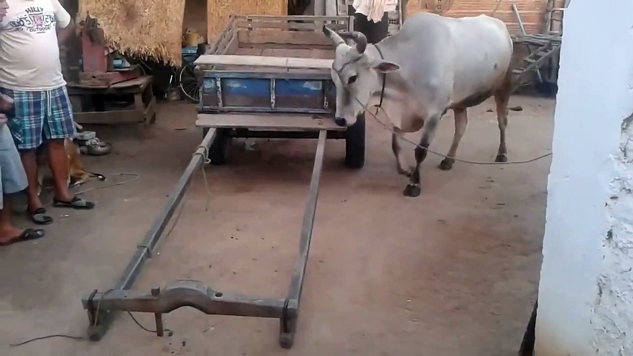 Funny Animal - Smart Cow working
