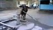 Amezing cow drinking water with bore hand pump