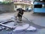 Amezing cow drinking water with bore hand pump