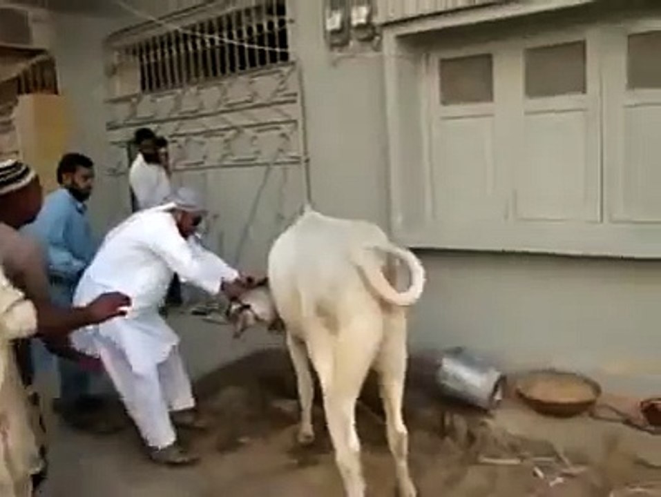 Cow Kick - Must Watch