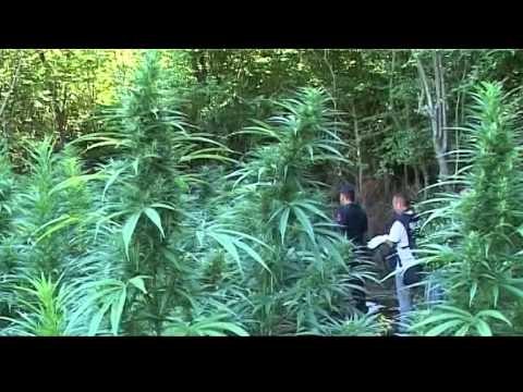 POLICIA E TEPELENES IDENTIFIKON DHE ASGJESON RRETH 662 KILOGRAM KANABIS SATIVA LAJM