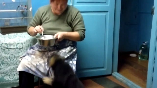 Муки голода заставят и соьаку по-человечески заговорить