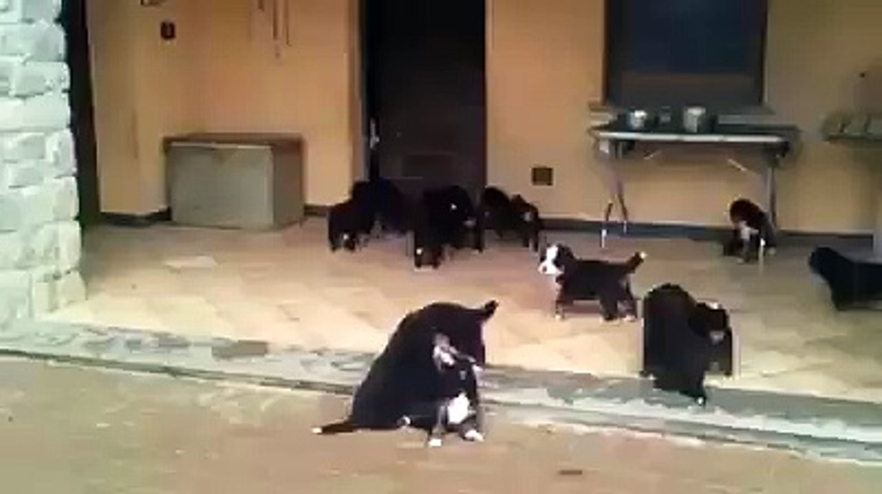 Tries to run but can not escape