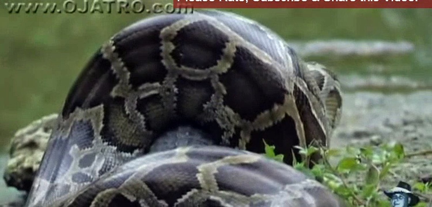 Python eats Alligator 03, Time Lapse Speed x12 - Reverse new