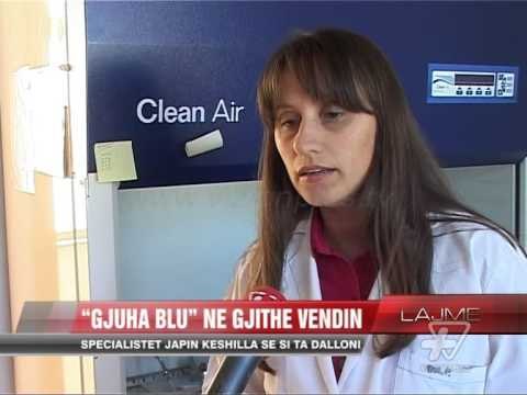 “Gjuha blu” në të gjithë vendin - News, Lajme - Vizion Plus