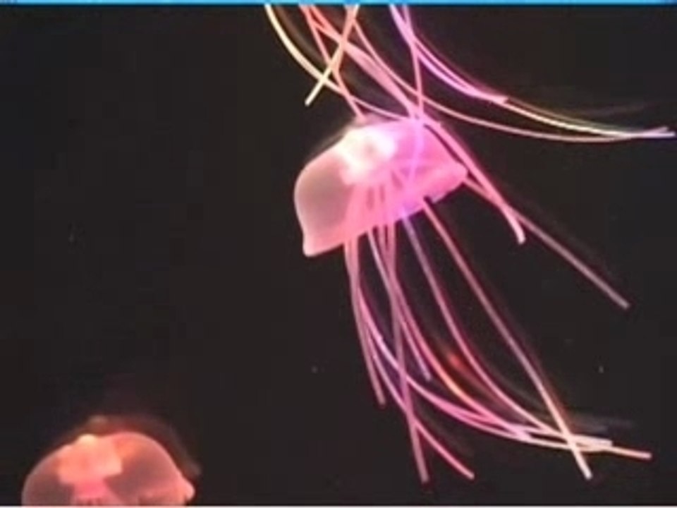 Aquarium avec des méduses