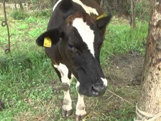 “GJUHA BLU” VIJON TE PREKE MIJERA BAGETI TE IMTA E LOPE,FERMERET KERKOJNE SUBVENCIONIM LAJM