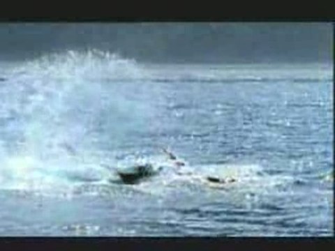 Tango : Du foot avec des phoques !