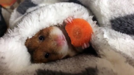 Have You Ever Seen Anything So Comforting & Cozy In Your Life? This Is The BEST.