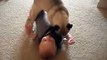 The Best Belly Laughs EVER! This Pug Knows The Right Baby Buttons To Press For Sure!