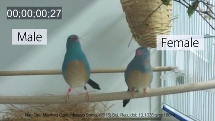 La parade nuptiale d'un oiseau en slow-motion