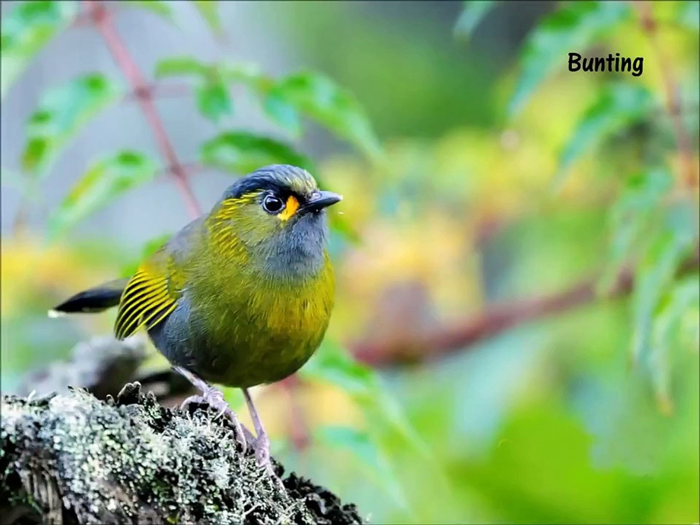 ⁣Beautiful Exotic Birds with Relaxing Music and Bird Sounds