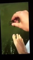 Viral-Online-fbdown.net