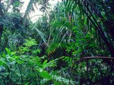 Tropical Rainforest - Sounds of Nature ASMR