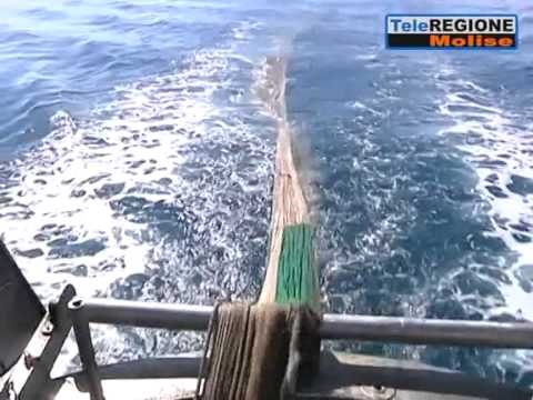 POLICIA ITALIANE GJEN MBI 2 TON KANABIS TE BRAKTISUR DYSHOHET SE ERDHI NGA SHQIPERIA LAJM