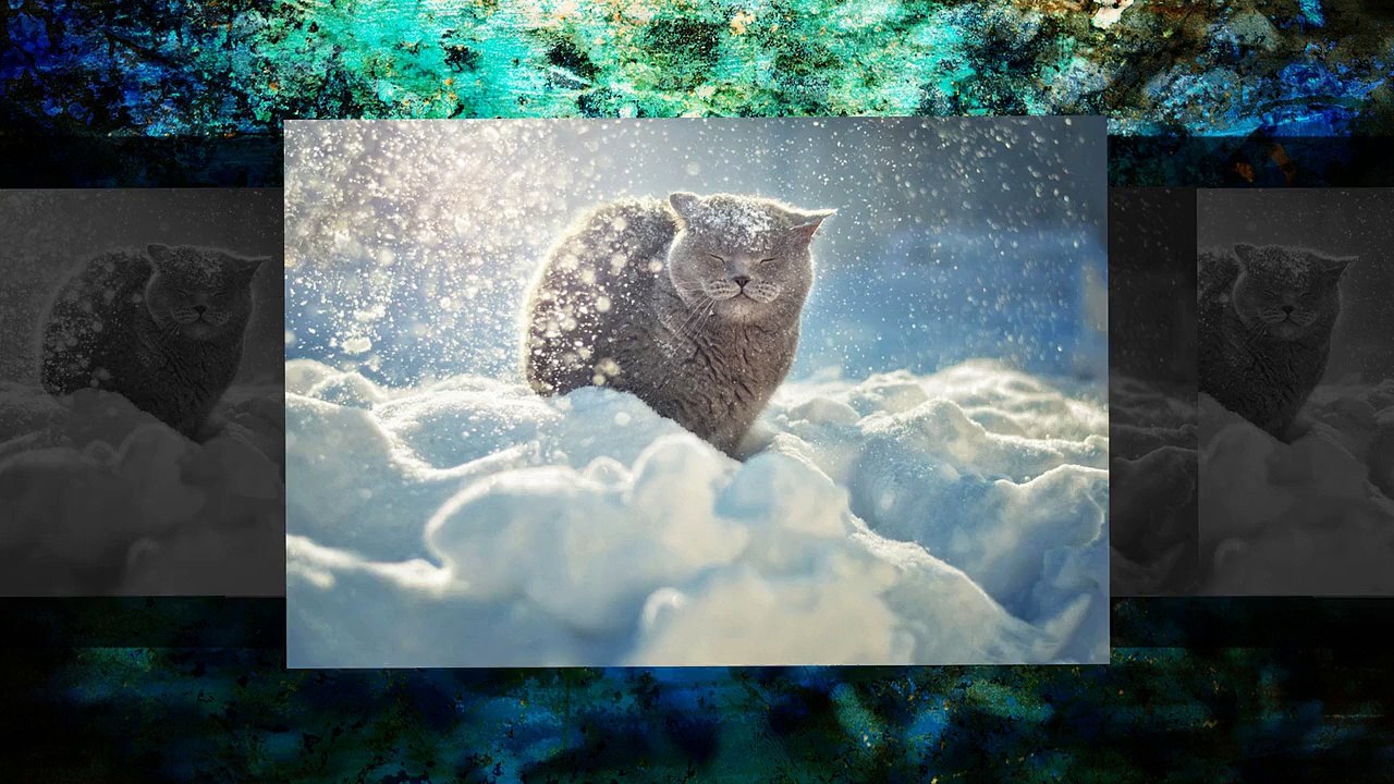 Лучшие фотографии кошек за 2014 год по версии сайта 500px