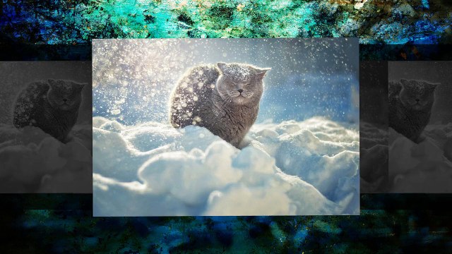 Лучшие фотографии кошек за 2014 год по версии сайта 500px