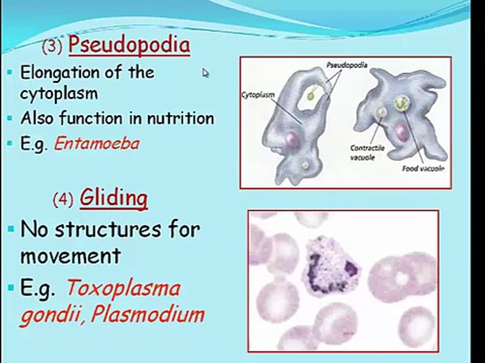Parasitology