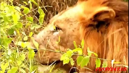 Anakonda aslan avında