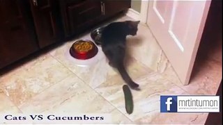 Most funniest Clip - Cats Vs Cucumbers