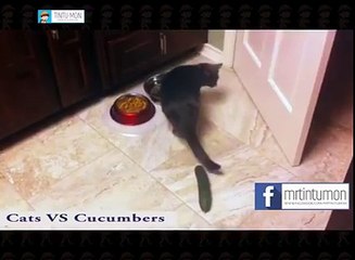 Most funniest Clip - Cats Vs Cucumbers