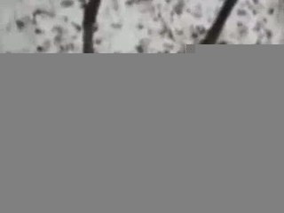 Kaplan keçiyi yemek yerine onunla dost oldu